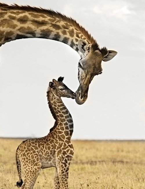 Жирафы - саванна, мать и дитя, жираф, дикие животные - оригинал