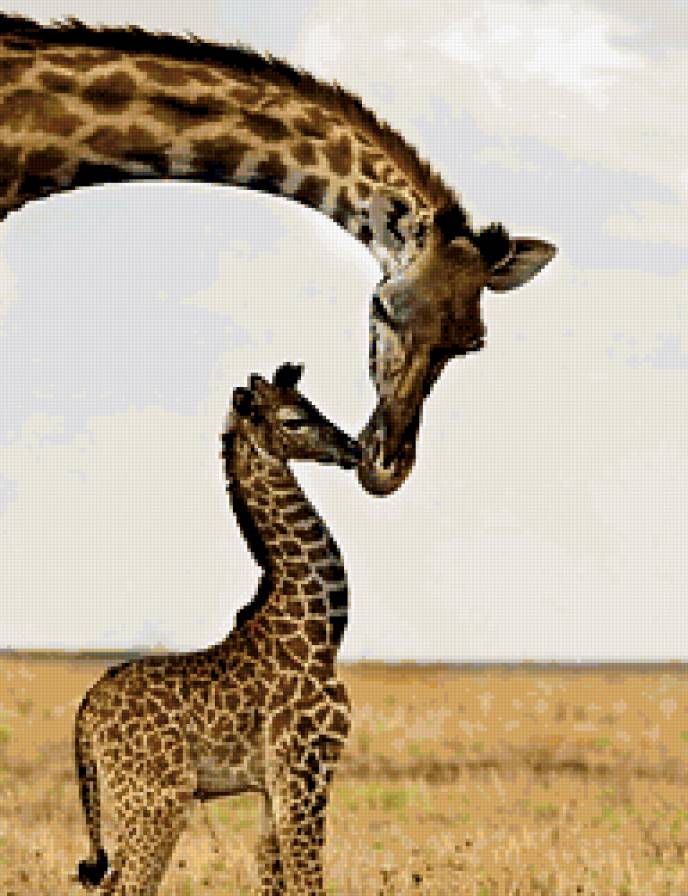 Жирафы - дикие животные, жираф, саванна, мать и дитя - предпросмотр