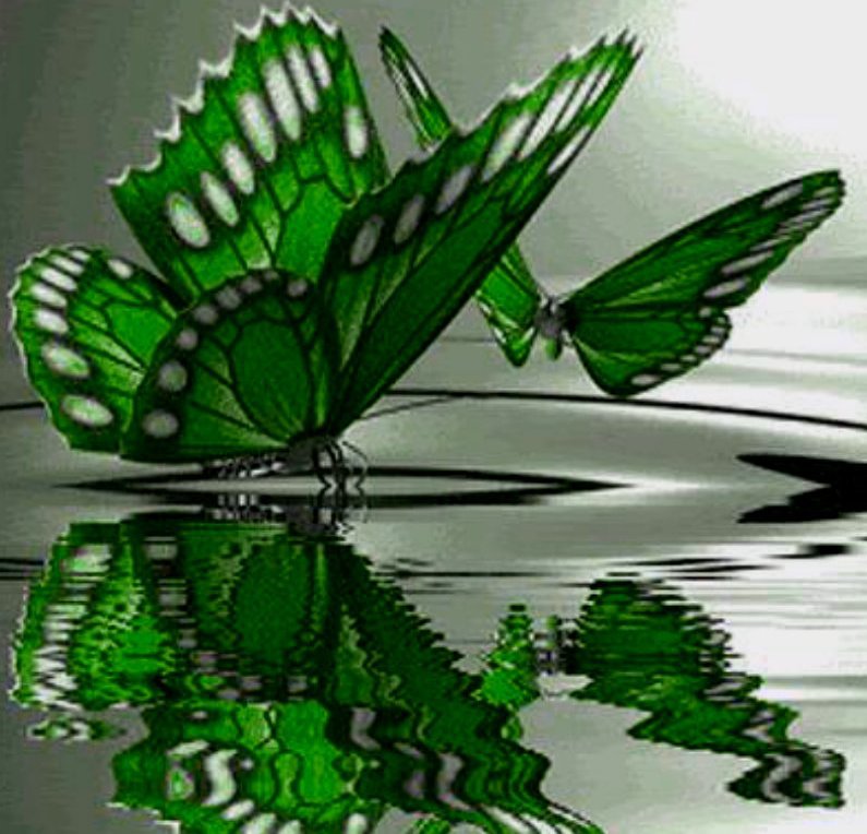 бабочка - бабочка.отражение - оригинал