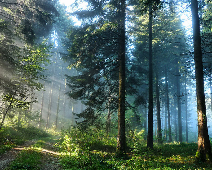 Таинственный лес - лес, деревья - оригинал