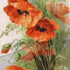 Схема вышивки «Красный мак»