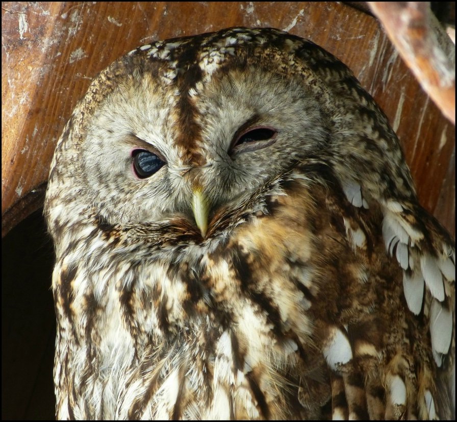 Совушкин прищур - животные, совушка, птица, сова, совушки, совы - оригинал