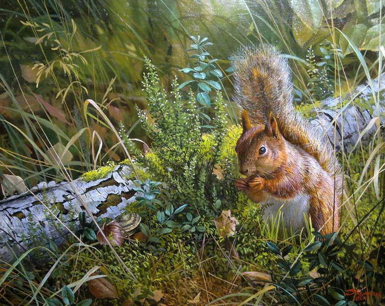 Белочка - животные, природа, белка - оригинал