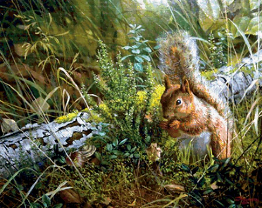 Белочка - природа, белка, животные - предпросмотр