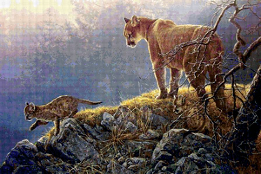 Пума - природа, дикие кошки, пейзаж, пума, животные - предпросмотр