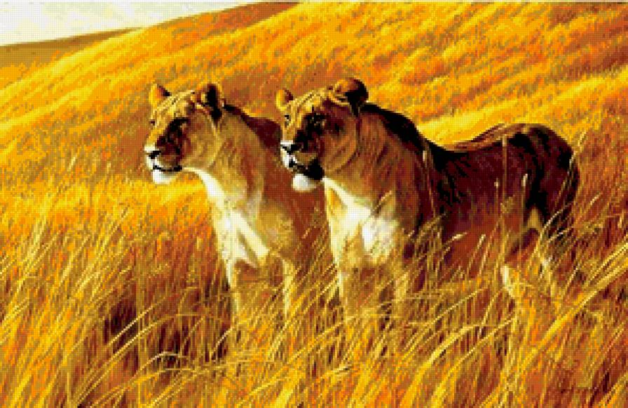 Две львицы - животные, львица, лев, дикие кошки, природа - предпросмотр