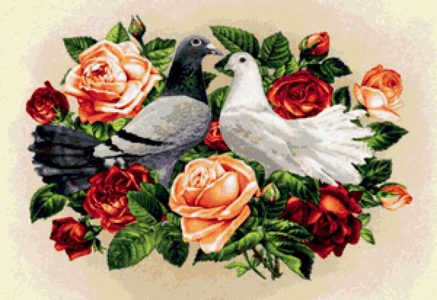 голуби и розы - розы, птицы, цветы, голуби - предпросмотр