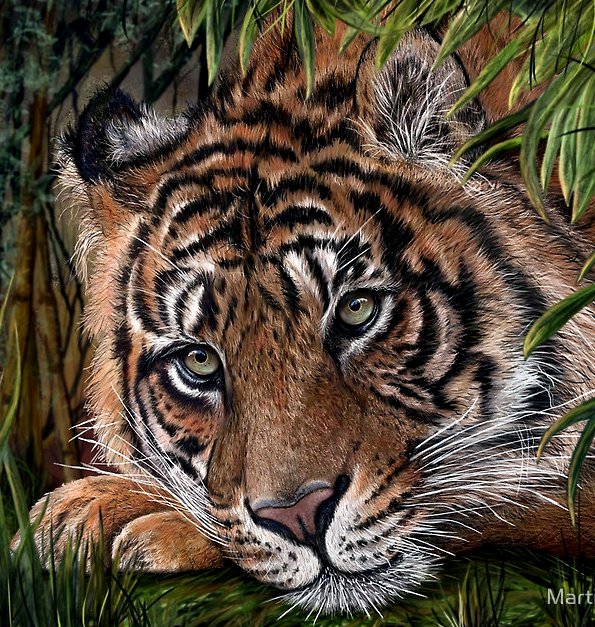 Тигр - тигры, животные - оригинал