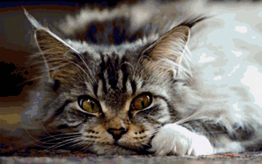 киса - предпросмотр