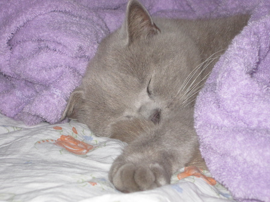 ляля - оригинал