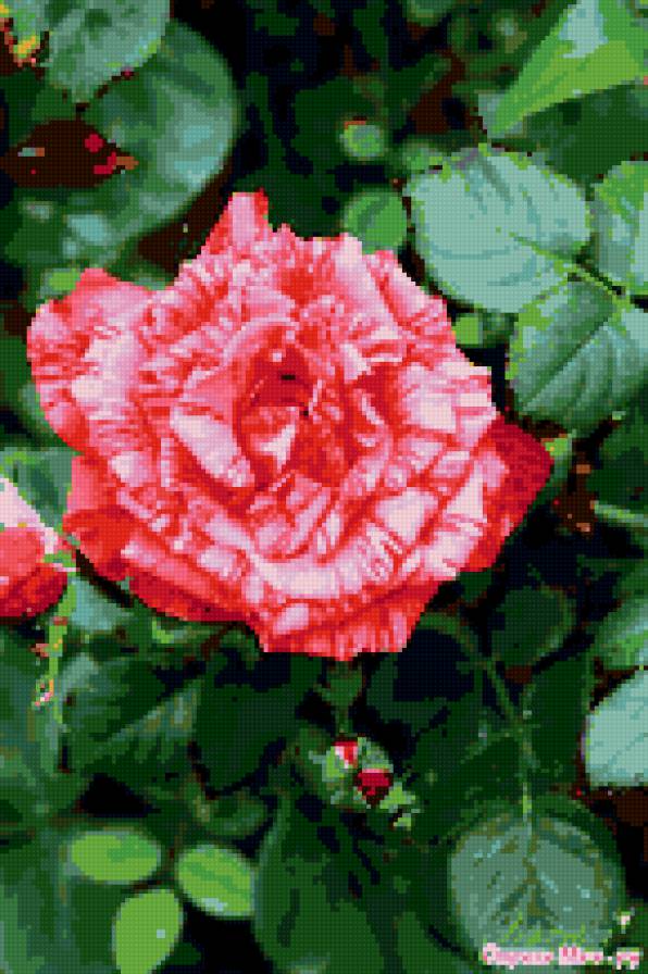 Аромат розы - роза, цветы - предпросмотр