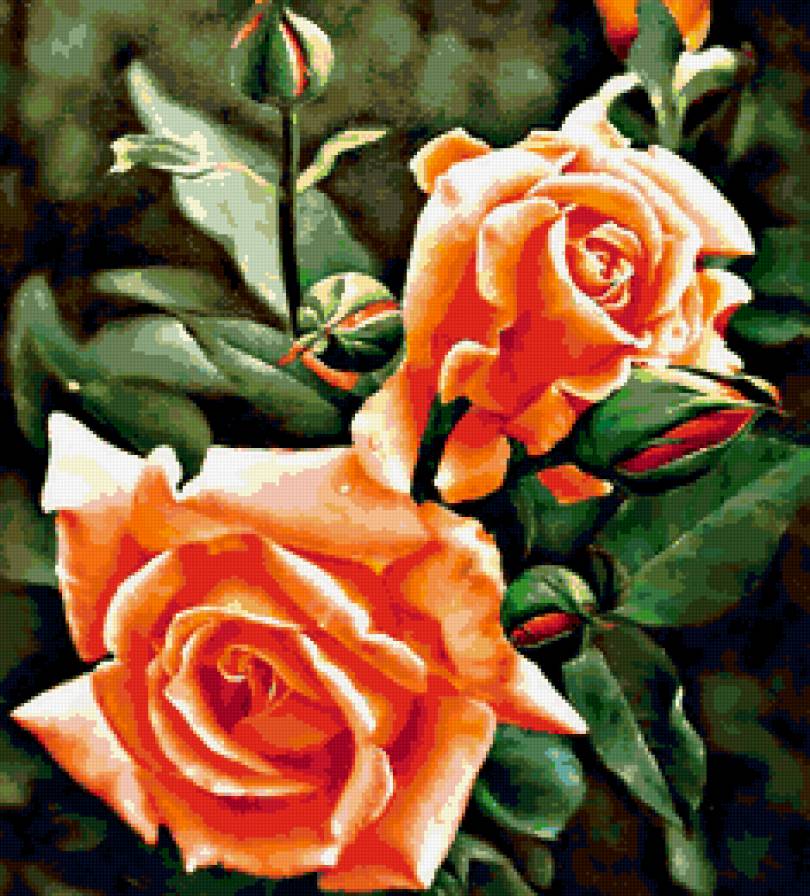 серия "розы" - цветы.розы - предпросмотр