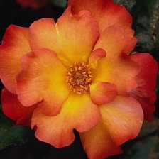 Схема вышивки «шиповник 3»