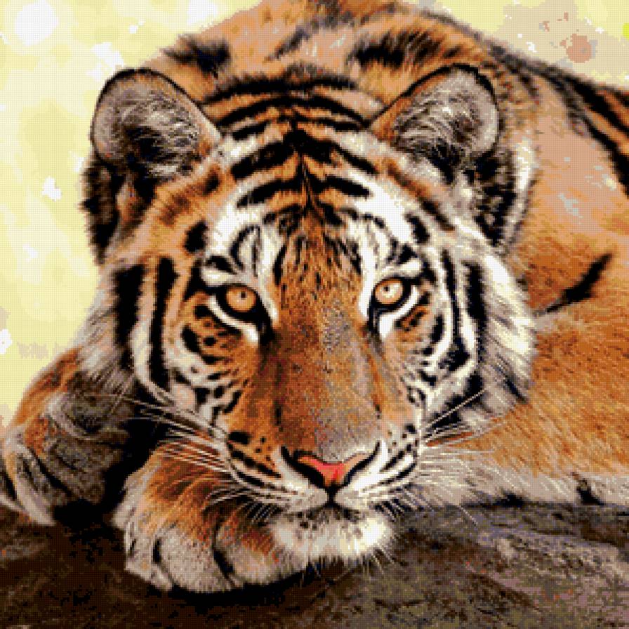 Задумчивый тигр - тигр хищник - предпросмотр