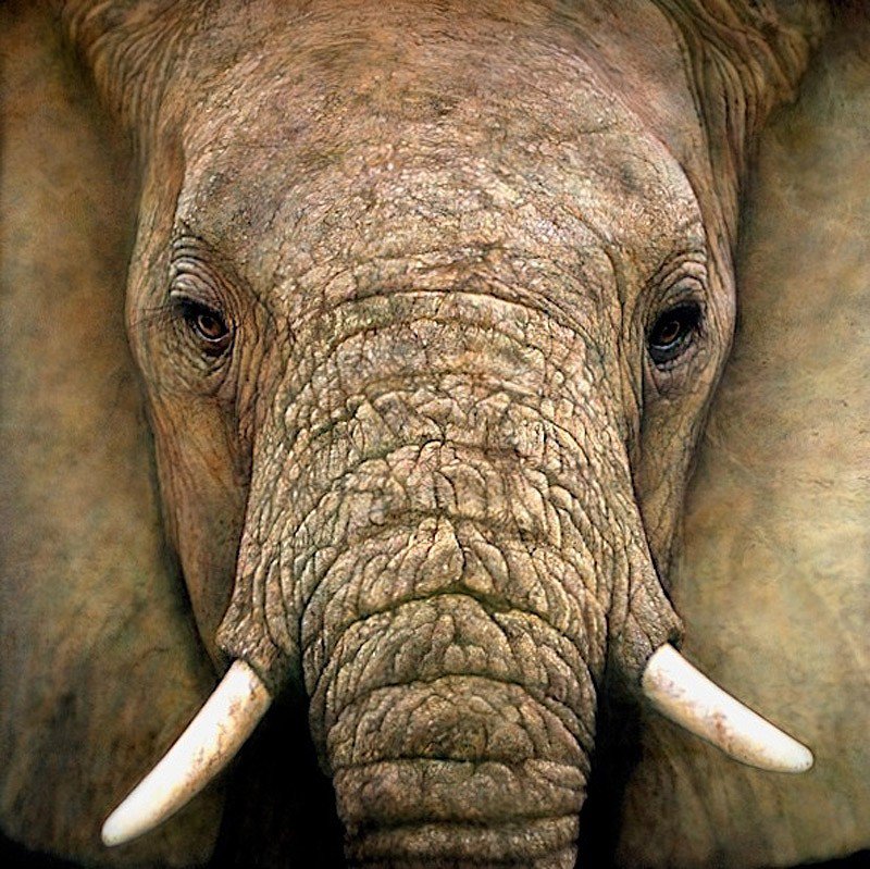 слон - портрет, слон - оригинал