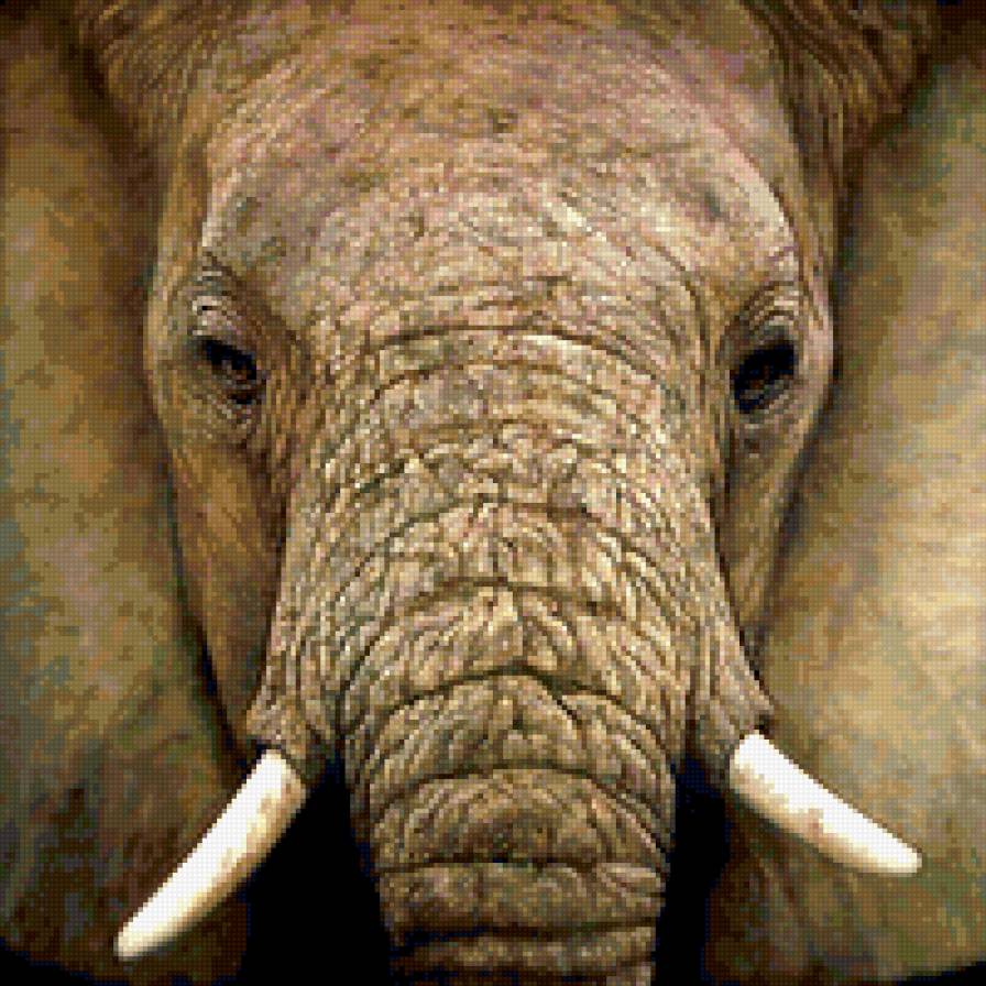 слон - слон, портрет - предпросмотр