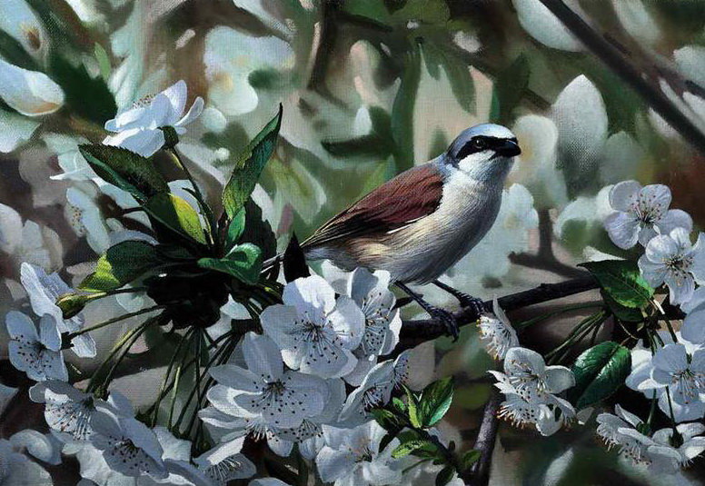 Птичка на яблоне - природа, яблоня, дерево, цветы, птица - оригинал