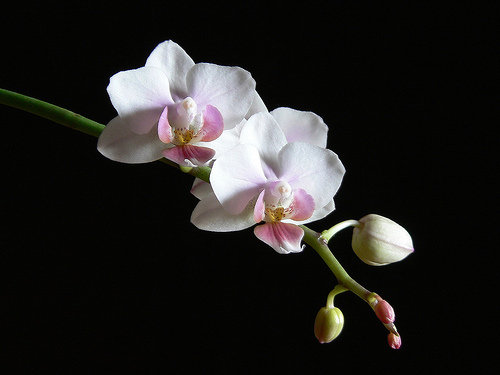 орхидея - на черном фоне, орхидея - оригинал