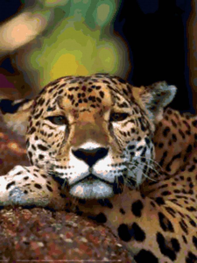 Леопард - леопард, кошки, задумчивый, грустный, большие кошки - предпросмотр