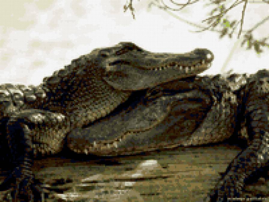 крокодилы - предпросмотр
