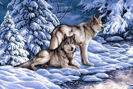 волки на снегу - лес, зима, снег, волки - оригинал