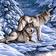 волки на снегу