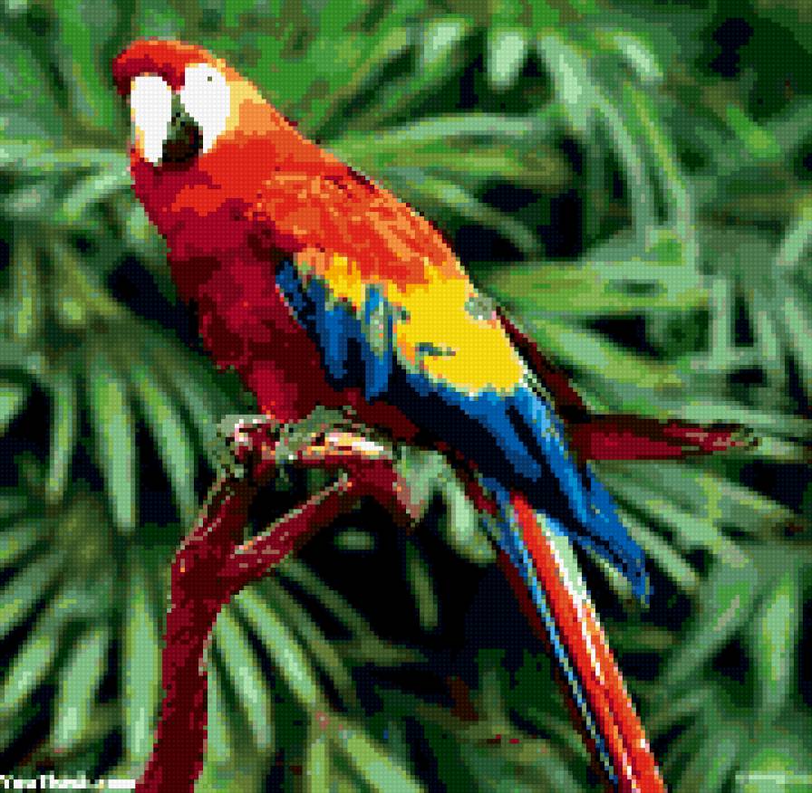 попугай - птицы, попугай, экзотика - предпросмотр