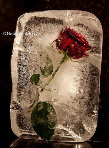 Роза и лед. - цветы, розы. - оригинал