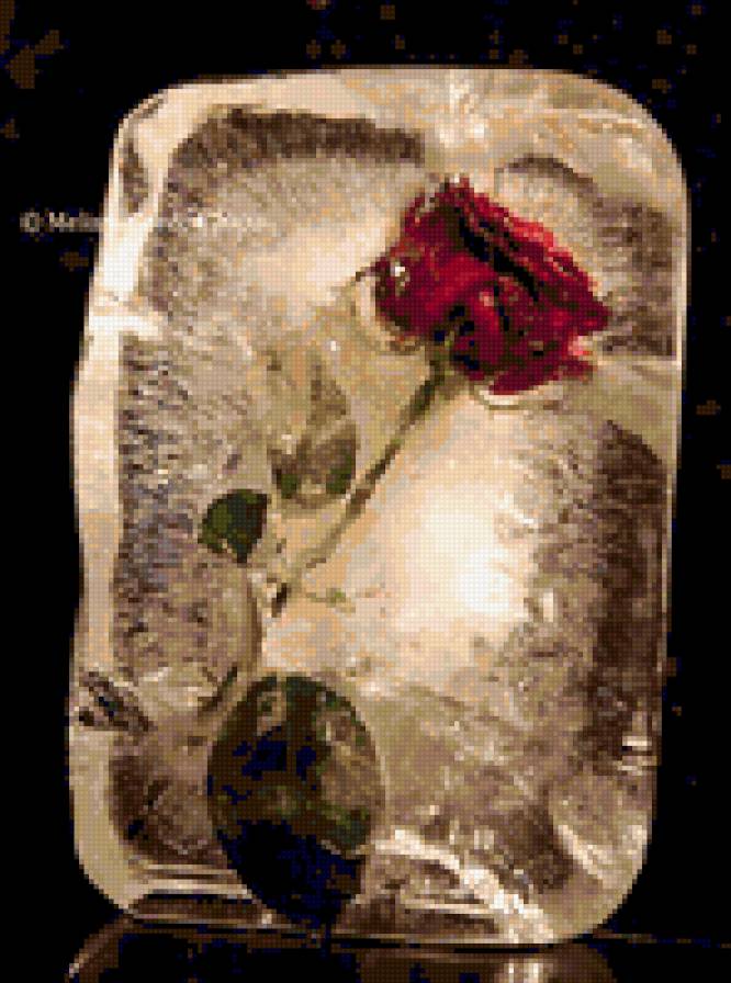 Роза и лед. - цветы, розы. - предпросмотр