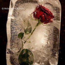 Схема вышивки «Роза и лед.»