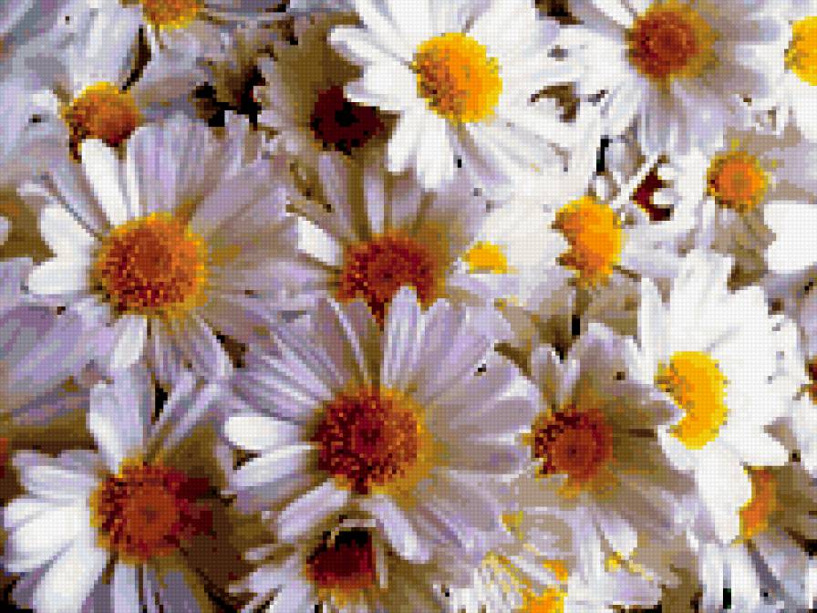 Ромашковый букет - цветы, подушка - предпросмотр