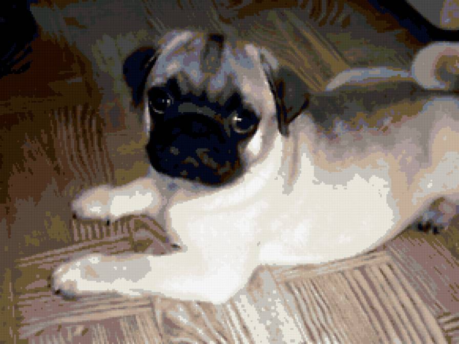 Мопс - мопс, собака - предпросмотр