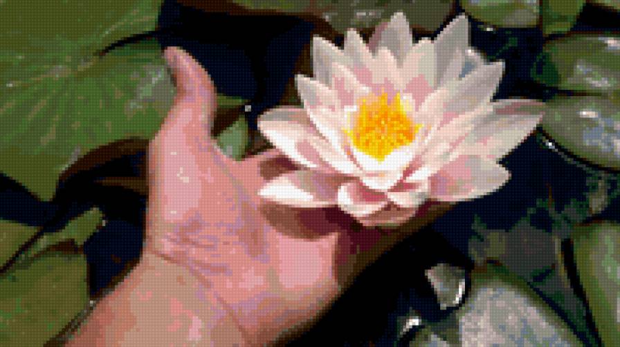 лилия - цветы - предпросмотр