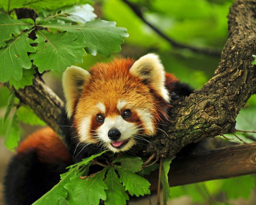 красная панда - животные - оригинал