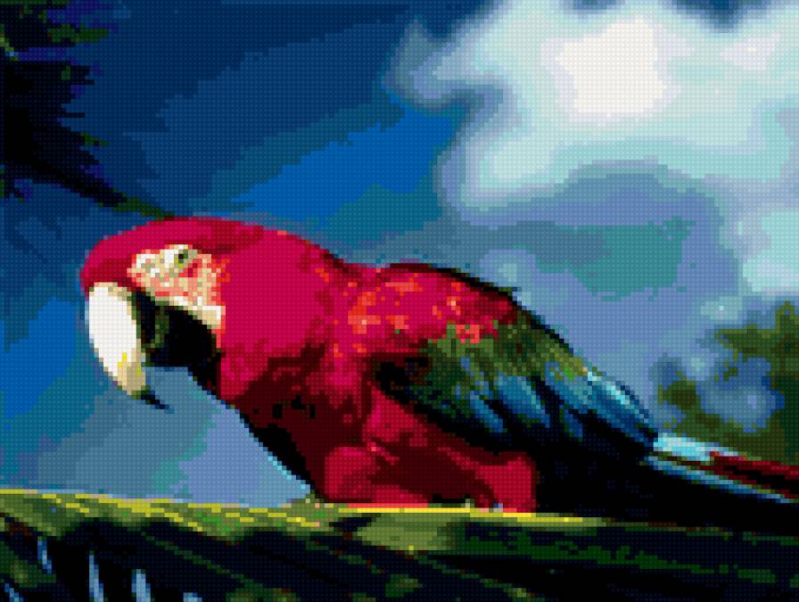 попугай - птицы, экзотика, попугай - предпросмотр