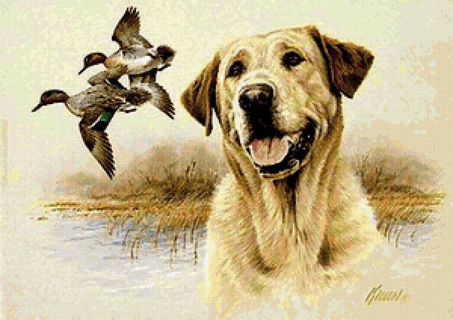 №402712 - собака, утки, охота - предпросмотр