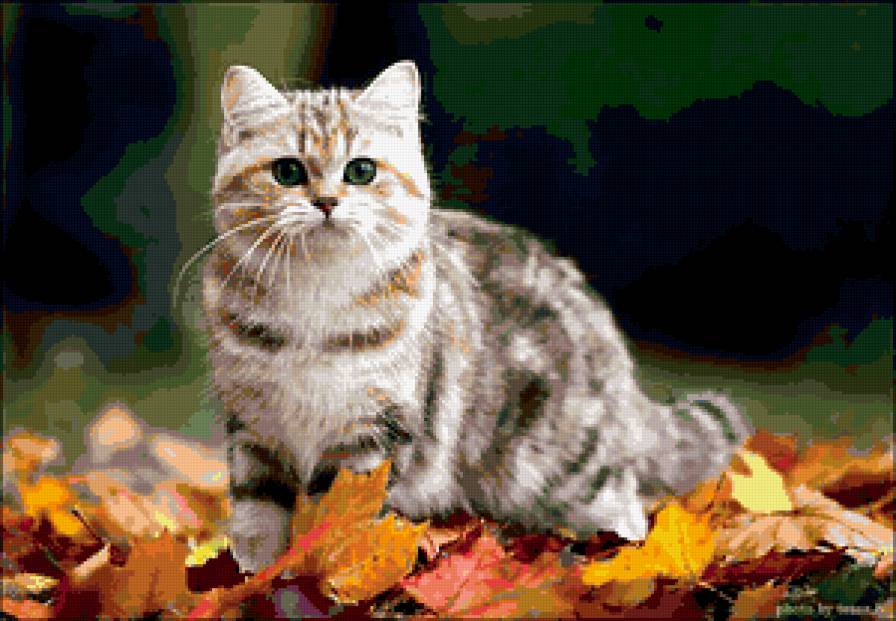 котэ - предпросмотр