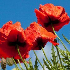 Схема вышивки «№402792»