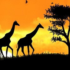 Оригинал схемы вышивки «жирафи на фоне заходящего солнца» (№402858)