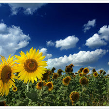 Схема вышивки «подсолнухи»