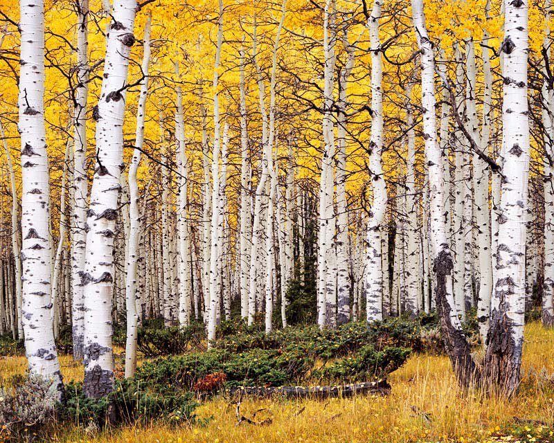 №403179 - природа, деревья, осень, березы, живопись, пейзаж - оригинал