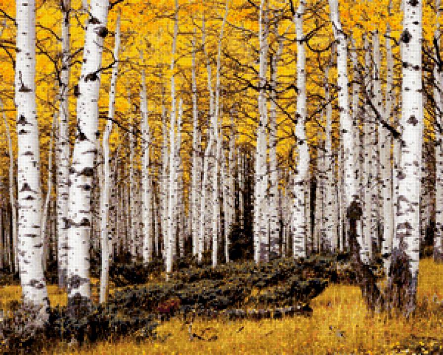 №403179 - деревья, пейзаж, живопись, березы, осень, природа - предпросмотр