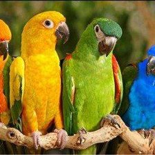 Схема вышивки «попугаи»