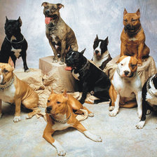 Схема вышивки «собачки»