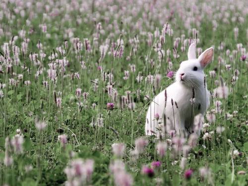 зайчик - животные - оригинал