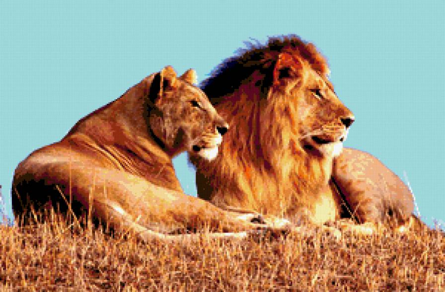 Семья лвов - лев, кошки, семья - предпросмотр