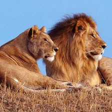 Схема вышивки «Семья лвов»