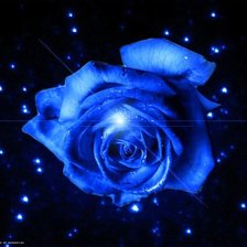 Схема вышивки «синяя роза»