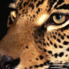 Дикая кошка