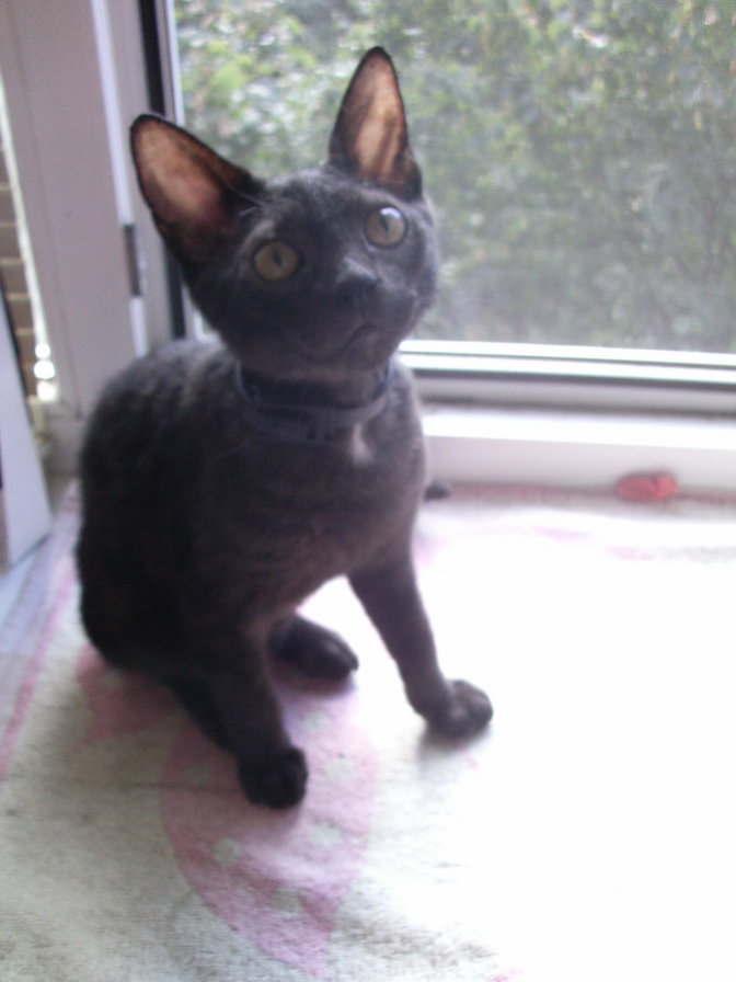 Маркус - оригинал